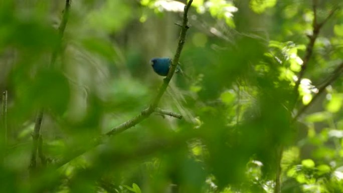 美丽的完全蓝色的小鸟靛蓝彩旗从摇摆的树枝上起飞