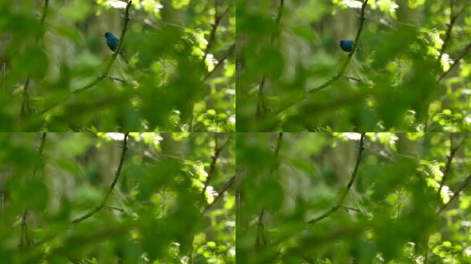 美丽的完全蓝色的小鸟靛蓝彩旗从摇摆的树枝上起飞