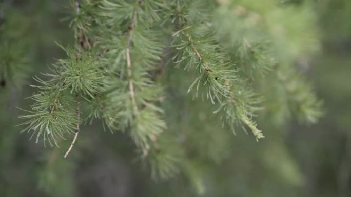绿色落叶松树枝和覆盖着露珠的针的特写视图。库存镜头。落叶松树的美丽宏观