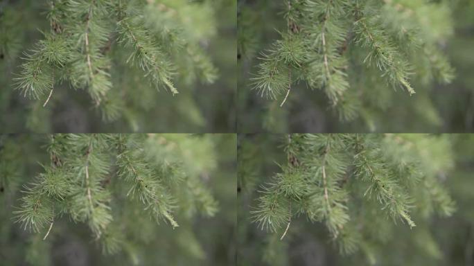 绿色落叶松树枝和覆盖着露珠的针的特写视图。库存镜头。落叶松树的美丽宏观
