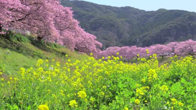 下加莫河岸上有卡诺拉花的河津樱花树