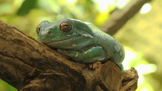 金眼蛙坐在树枝上
