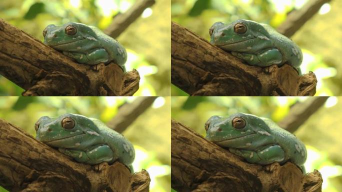 金眼蛙坐在树枝上