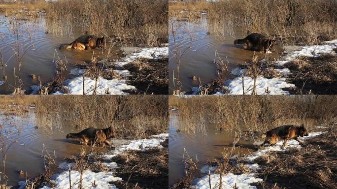 德国牧羊犬狗下水遛狗