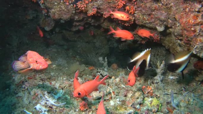 生活在水下洞穴-印度洋，马尔代夫，亚洲