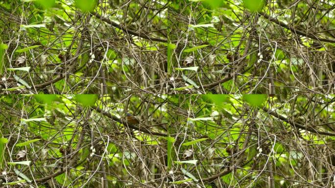 带有点缀的异国情调的鸟在交织的树枝中迅速移动