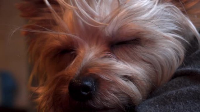困倦的约克夏犬的肖像