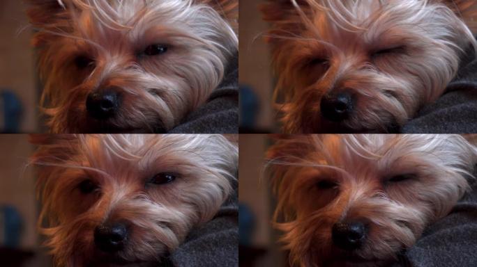 困倦的约克夏犬的肖像