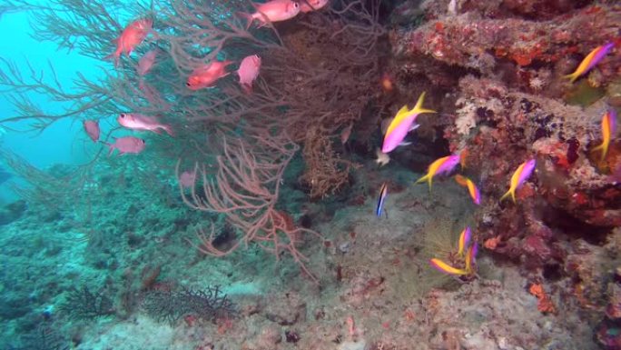 成群的松鼠鱼- Myripristis berndti和黄背花冠-伪花冠evansi游弋在珊瑚礁附近