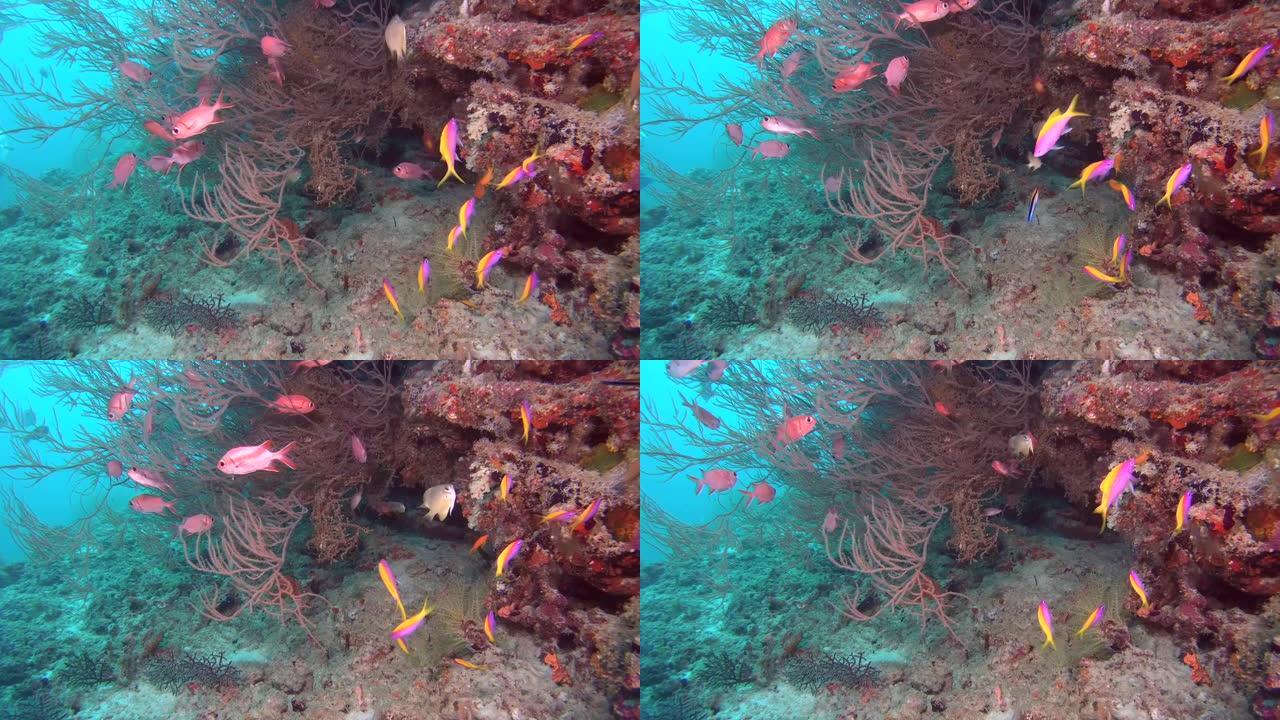 成群的松鼠鱼- Myripristis berndti和黄背花冠-伪花冠evansi游弋在珊瑚礁附近