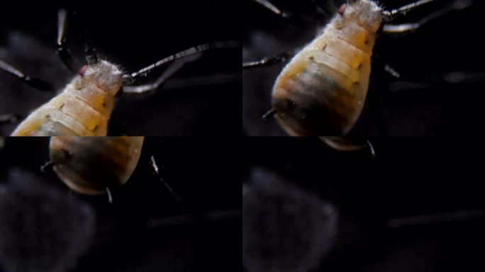 黑豆蚜 (Aphis fabae) 是半翅目的一种。显微镜下的蚜虫是危险的害虫。叶子上黑色蚜虫的极端