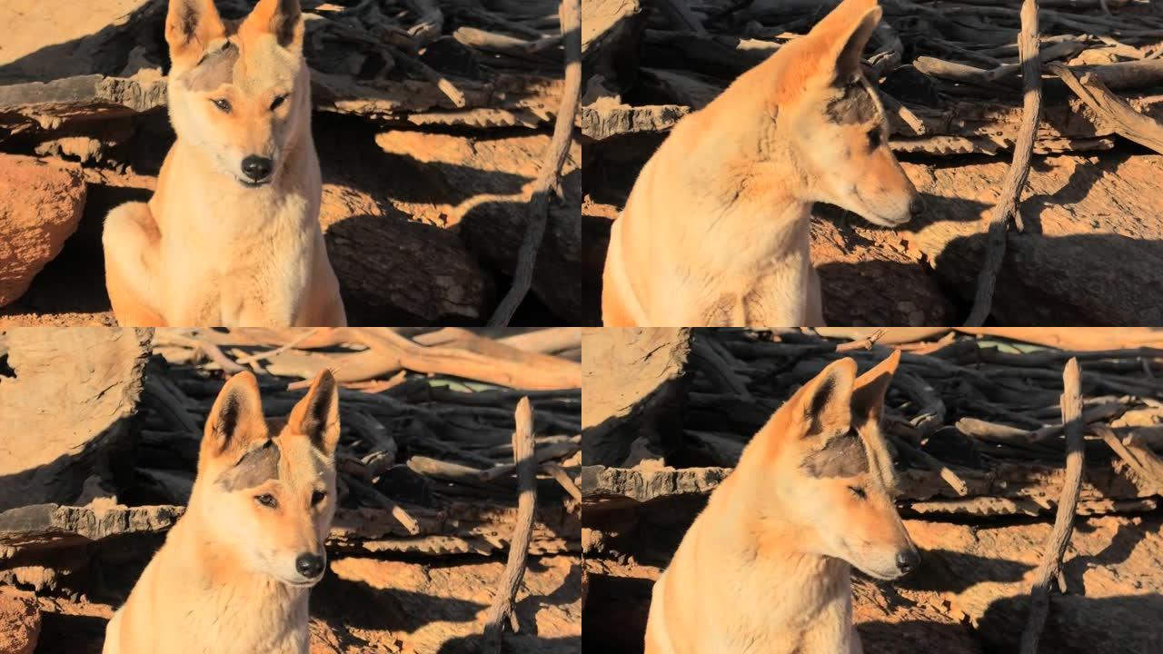澳洲野狗在内陆行走
