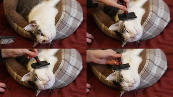 猫床上的人用刷子梳理猫的手