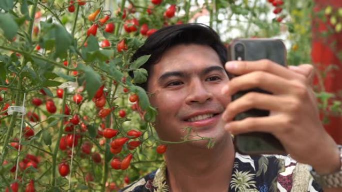 年轻的农民使用智能手机自拍与奥加尼奇农场的西红柿植物，转基因食品，生物食品，另类ifestyle