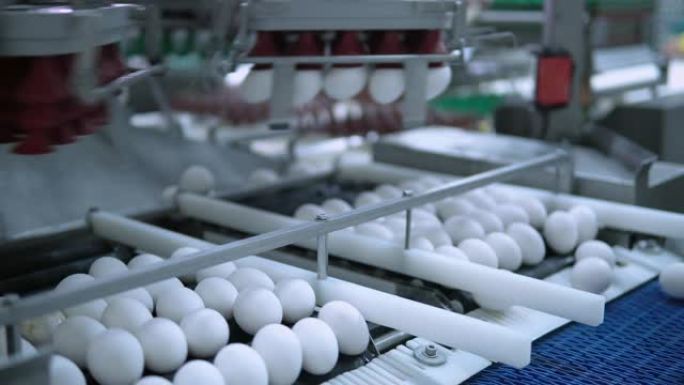 家禽农场生产食品加工厂拍摄鸡蛋流水线操作