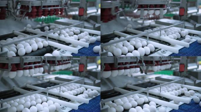 家禽农场生产食品加工厂拍摄鸡蛋流水线操作