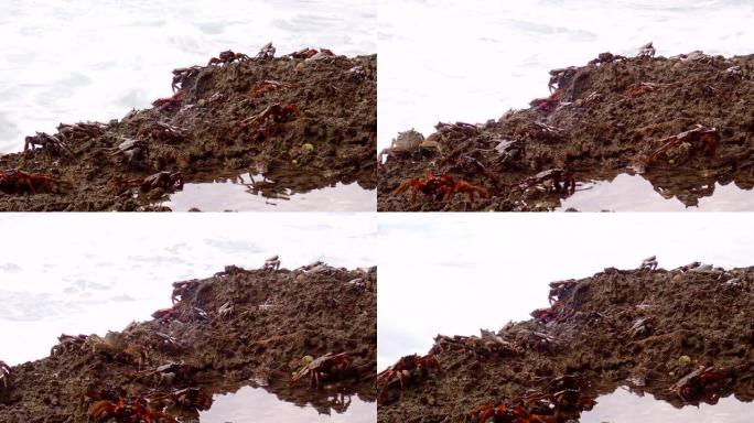 螃蟹坐在冲浪区的一块岩石上