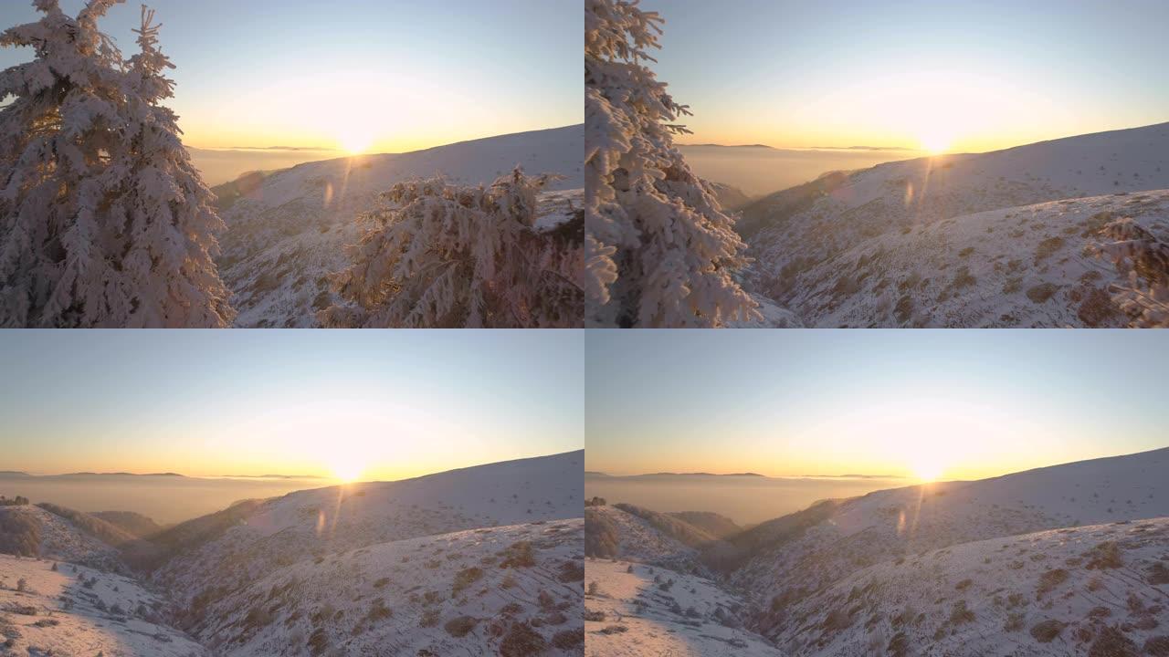 宁静的日落场景中的冰冻树顶。保加利亚的雪山