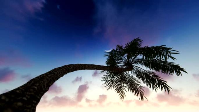 星空满月的棕榈树剪影，昼夜延时，4K