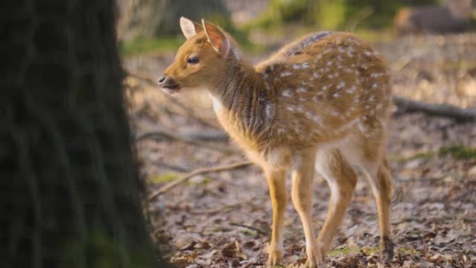轴鹿特写动物园野生小鹿茸保护生物多样性