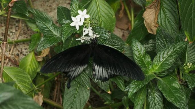 白花上的黑蝴蝶彩蝶昆虫昆虫飞舞