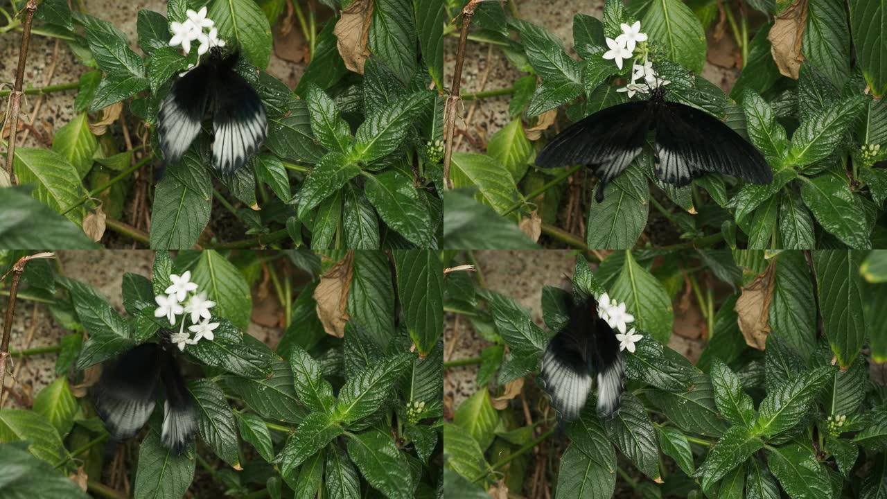 白花上的黑蝴蝶彩蝶昆虫昆虫飞舞