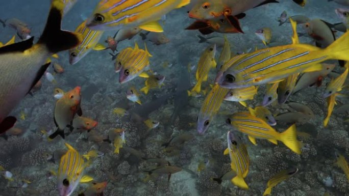 来自法属波利尼西亚大溪地附近的热带鱼。海洋生物，鱼类在海洋珊瑚礁附近游泳。在清澈的水中潜水-关闭4K