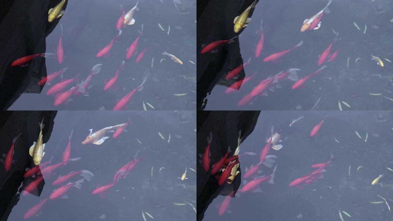 水中红色锦鲤鲤鱼