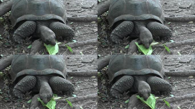 乌龟吃绿叶。