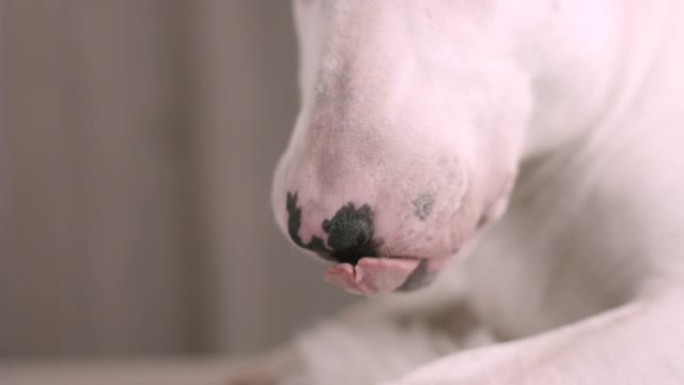 一只狗品种的特写公牛用舌头舔鼻子