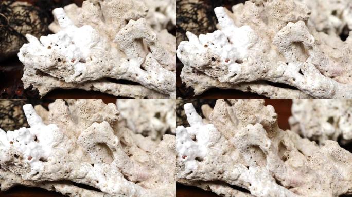 死白色珊瑚石表海洋植物