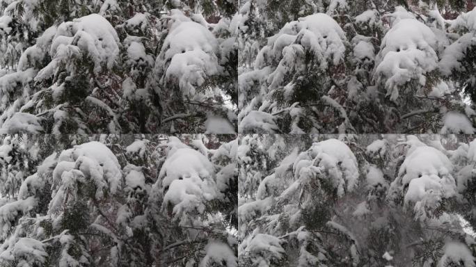 从松树上落下的慢动作雪