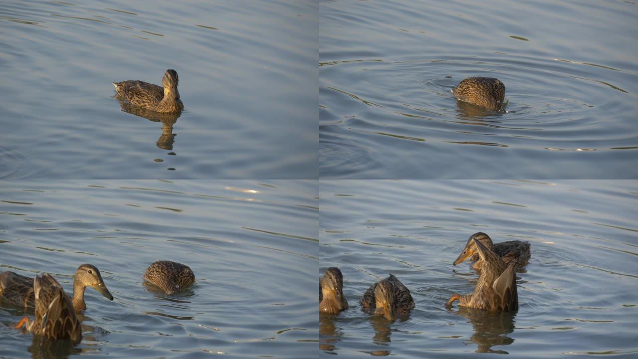 一群鸭子聚在一起潜入水中