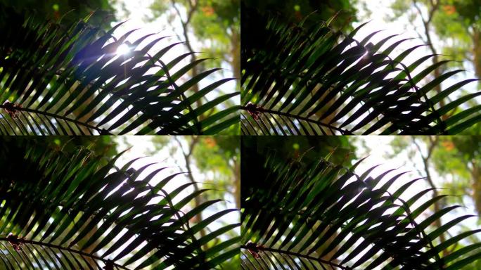 4k慢动作60fps的热带植物后面的镜头耀斑