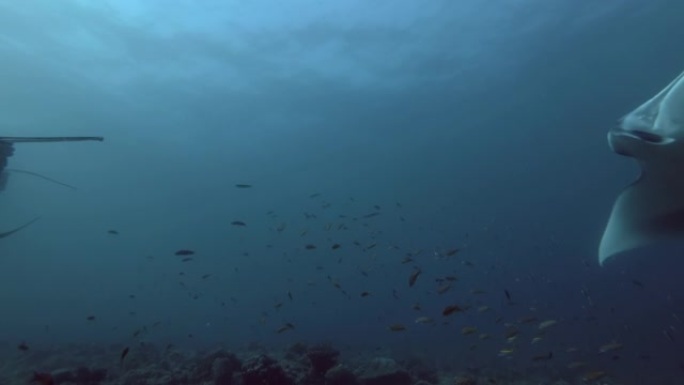 一群礁蝠ta (Mobula alfredi，Manta alfredi) 游过珊瑚礁，印度洋，马尔