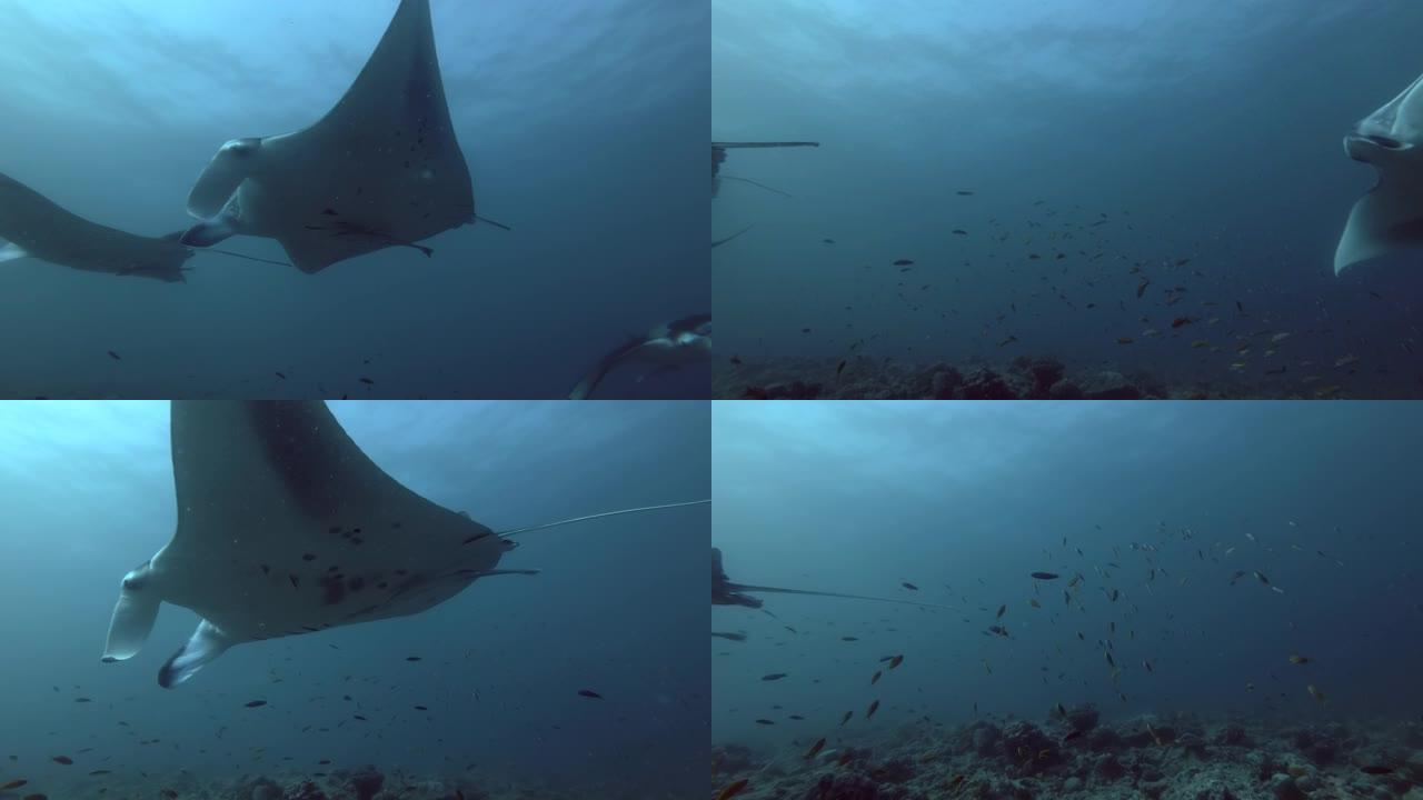 一群礁蝠ta (Mobula alfredi，Manta alfredi) 游过珊瑚礁，印度洋，马尔