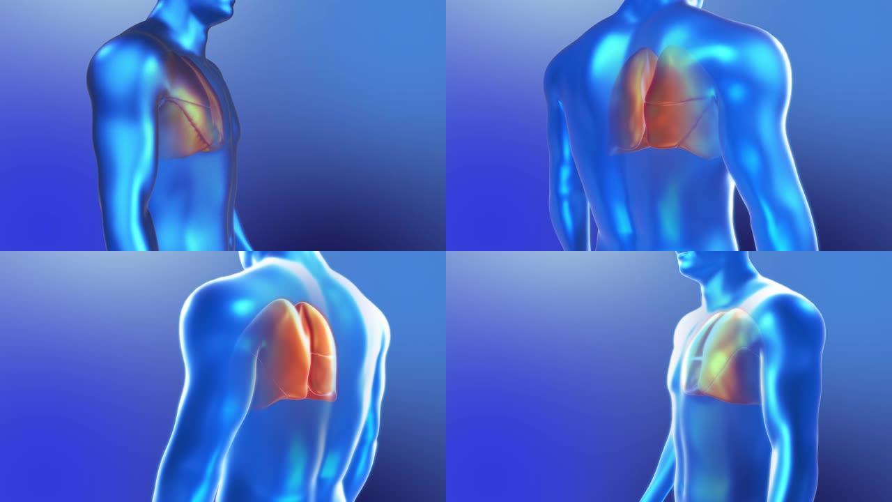人体肺的3D解剖。蓝色风格的循环肺呼吸动画。