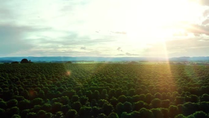 日落时巴西咖啡种植园的航拍图像