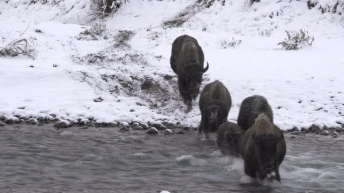 黄石公园秋雪中的野牛群穿越拉马尔河