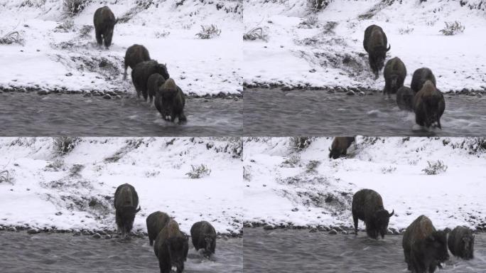 黄石公园秋雪中的野牛群穿越拉马尔河