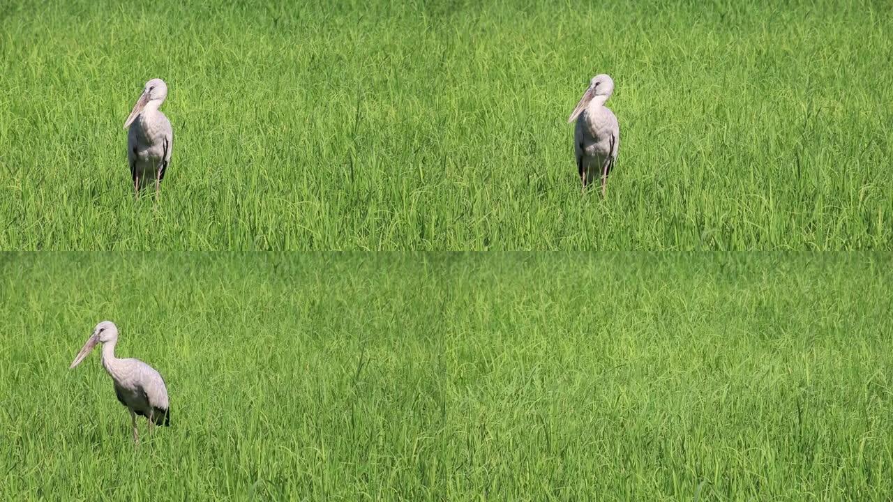 开比尔一只在绿色稻田里觅食的鸟。