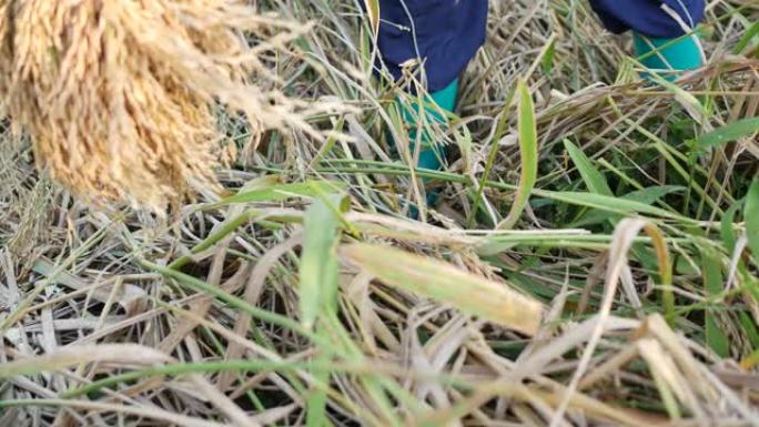 泰国农民收割季节性稻田