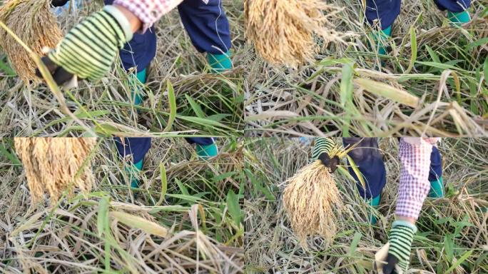 泰国农民收割季节性稻田