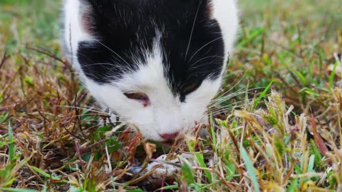 特写-猫喜欢吃草地上的鱼残渣。