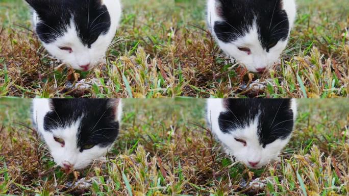 特写-猫喜欢吃草地上的鱼残渣。