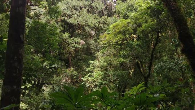 在哥斯达黎加的侧向移动相机上看到的热带高树墙