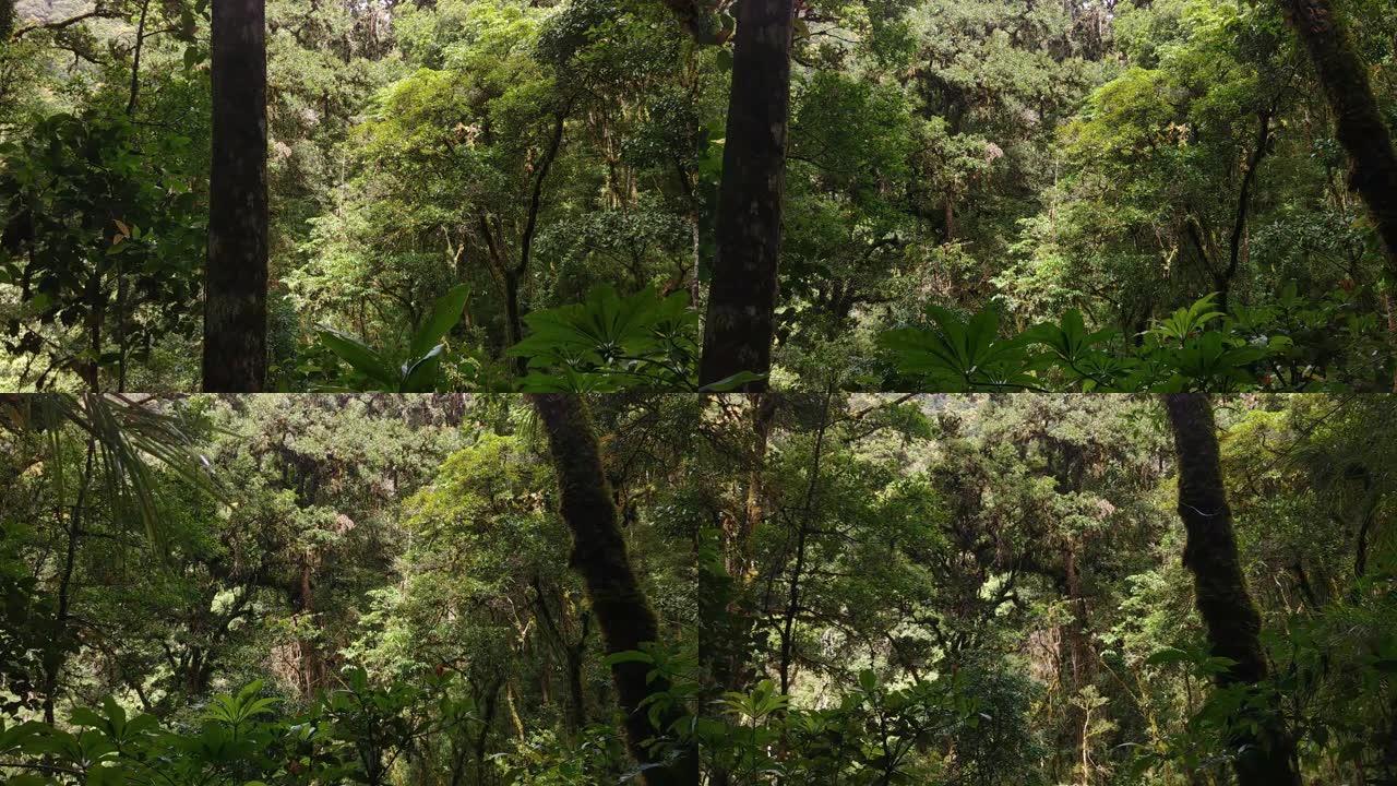 在哥斯达黎加的侧向移动相机上看到的热带高树墙