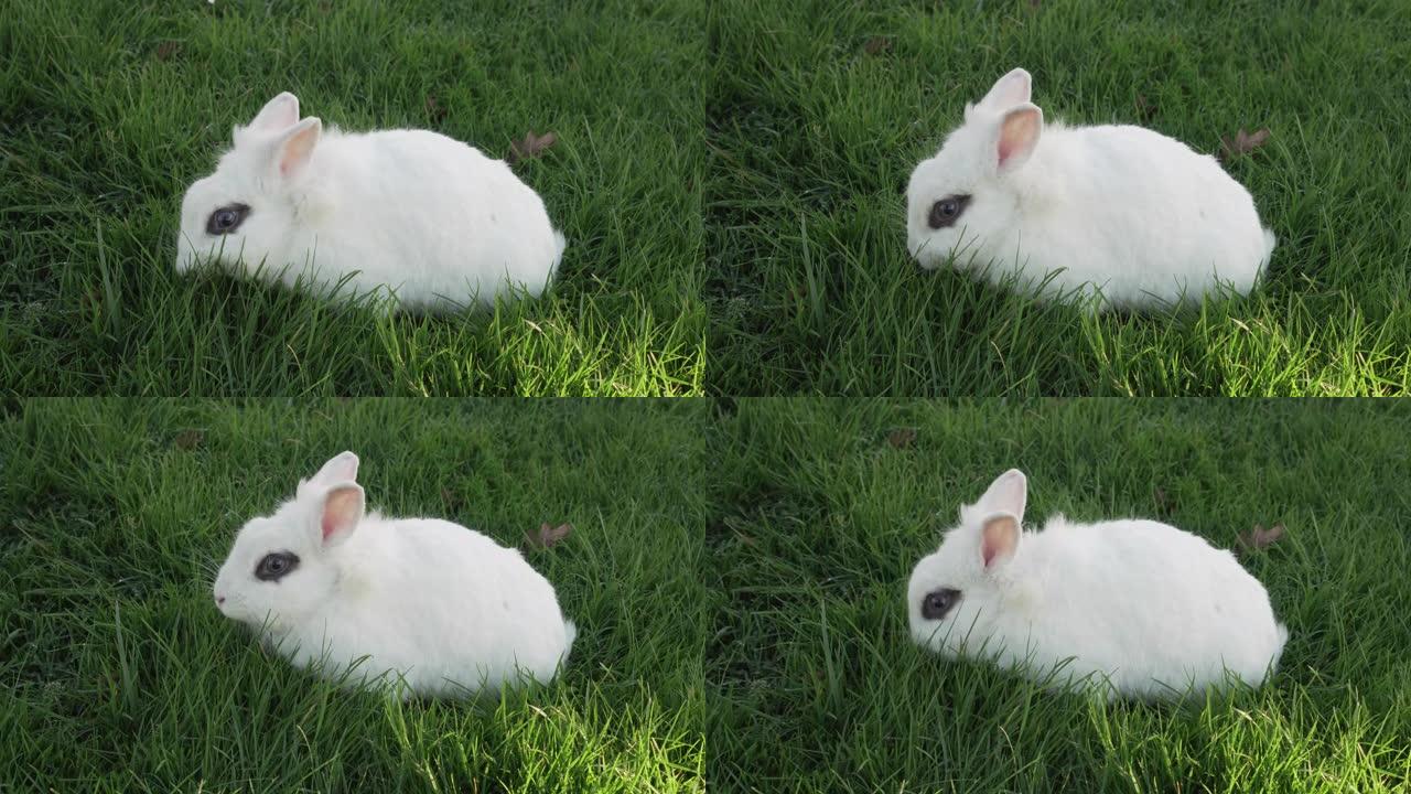 一只棕色眼睛的小白兔在草坪上吃新鲜的草