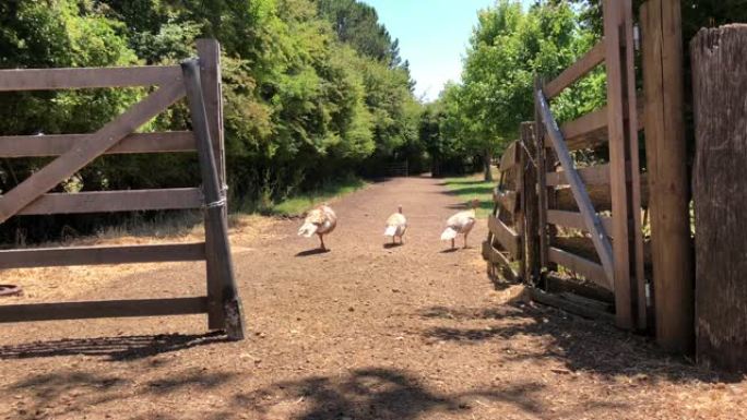 塔斯马尼亚乡村农场的一群火鸡。