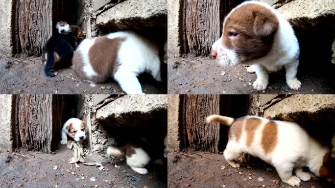 许多可爱的小狗住在混凝土旁边旧木头附近的一个洞旁边。